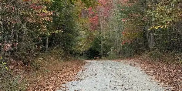 Image 4 Image 4