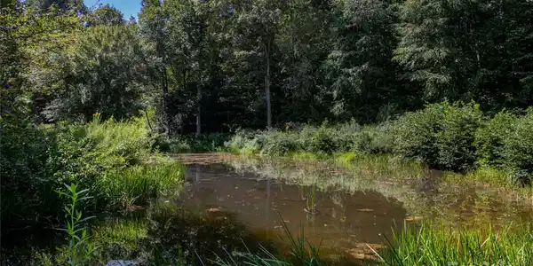 Image 4 Image 4