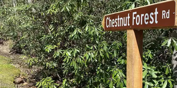 99999 Chestnut Forest Road