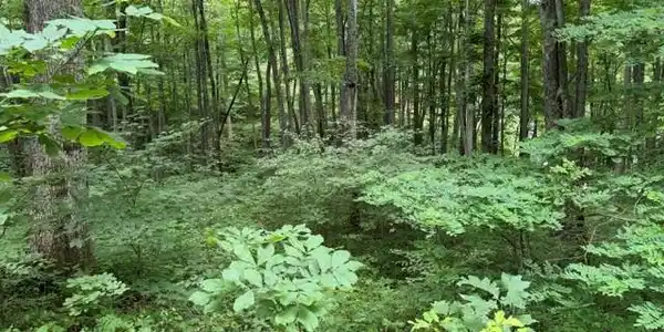 Image 3 Image 3