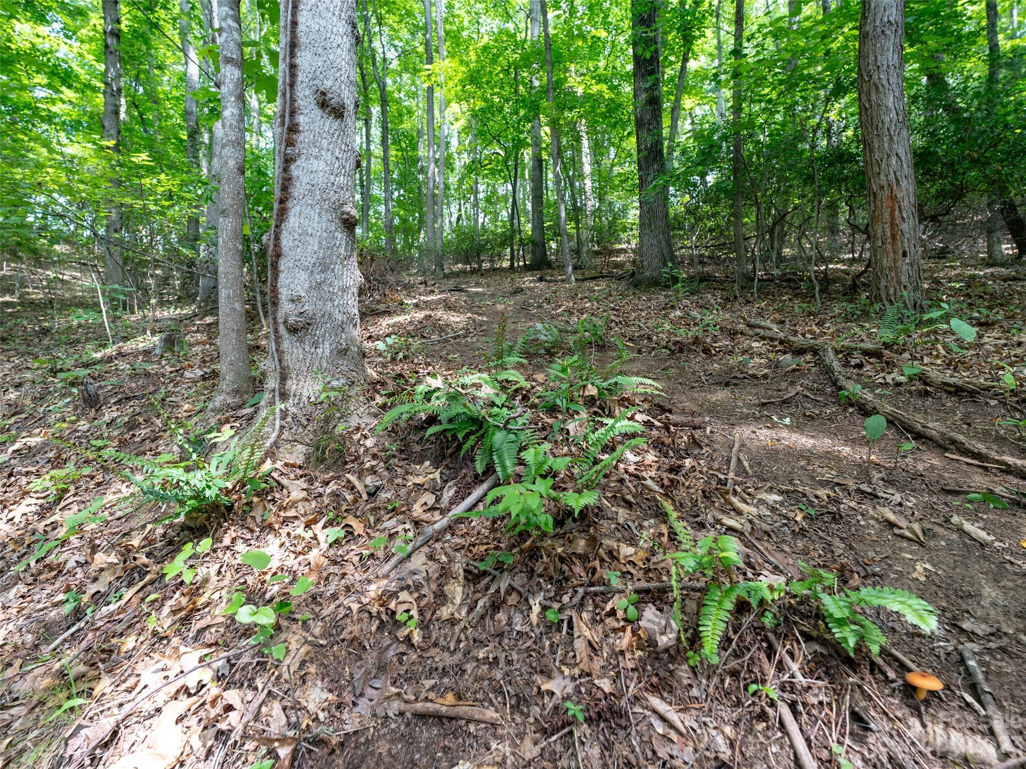 Image 4 Image 4