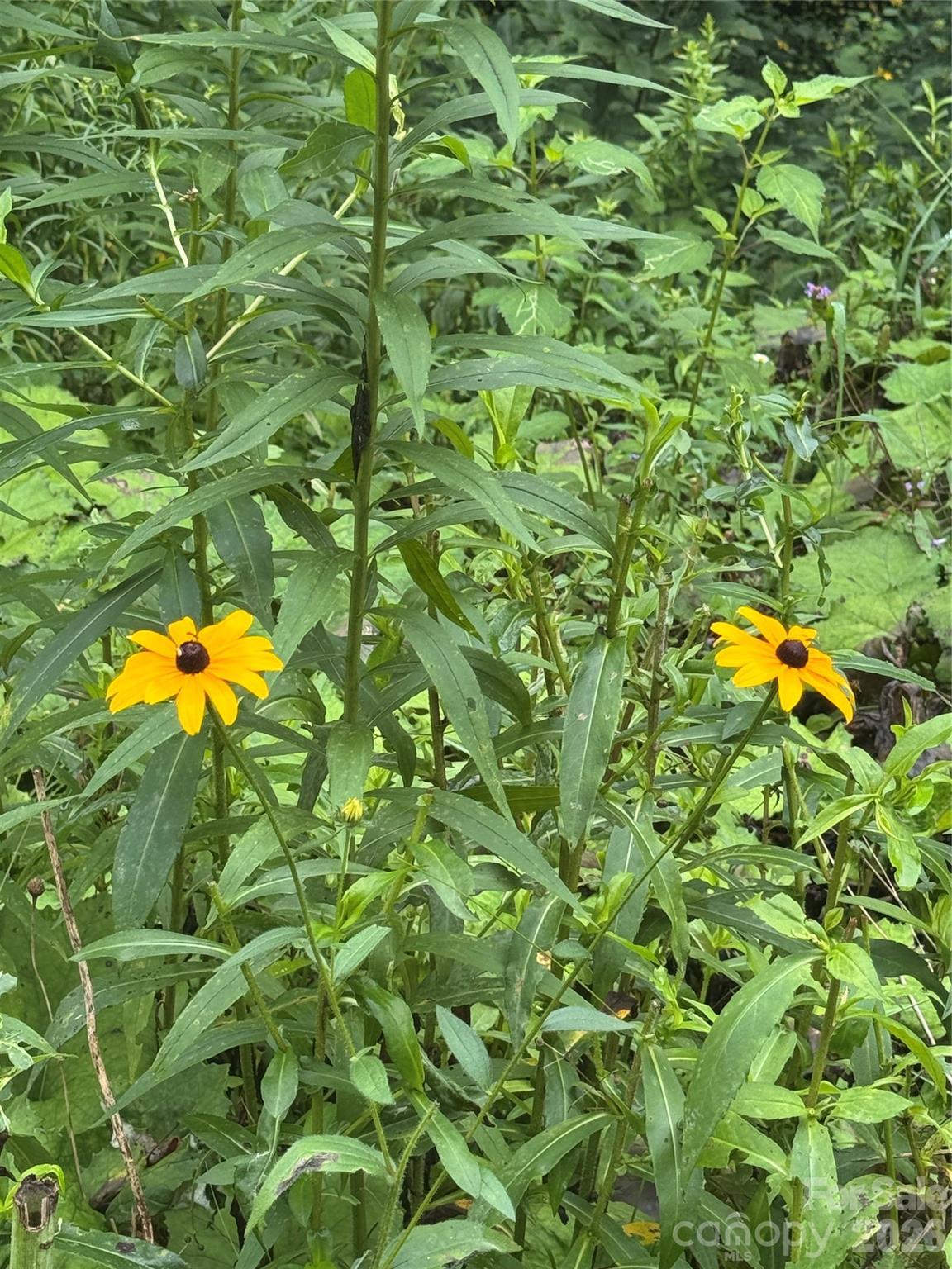 Image 1 Image 1