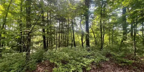 000 Laurel Thicket Lane