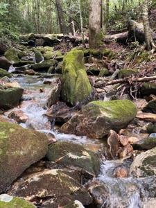 619 Speckled Feather Pass