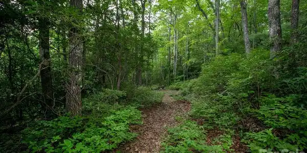 Image 4 Image 4