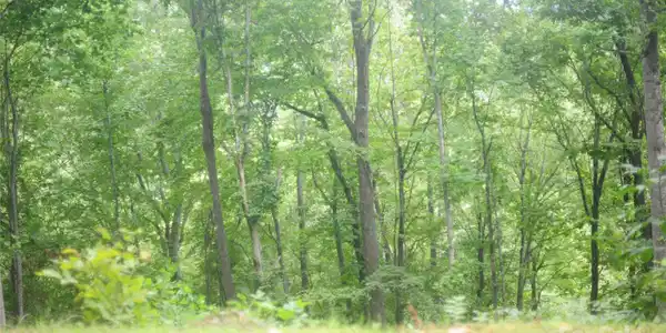 9 Wood Haven Lane