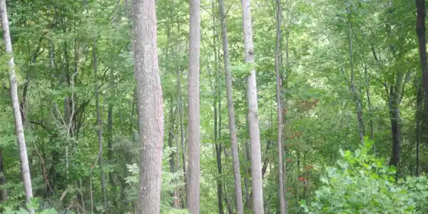 Image 2 Image 2