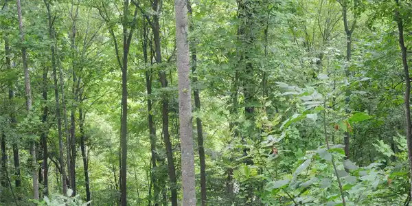 Image 4 Image 4