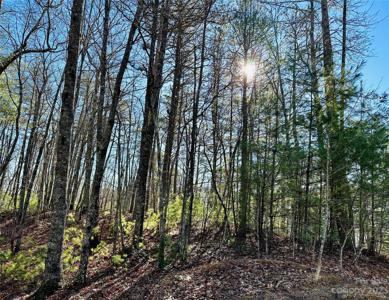 71 Turkey Trot Trail