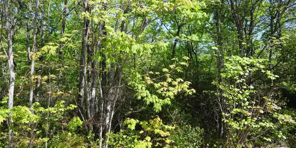 99999 Mountain Falls Trail