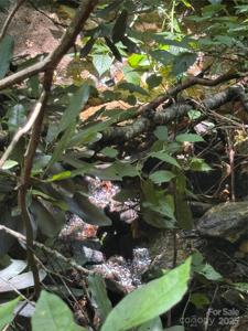 TBD Little Squirrel Creek Road