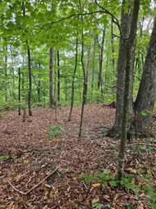 0 Deer Jump Trail