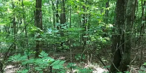Image 4 Image 4