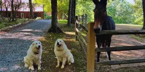 Image 4 Image 4