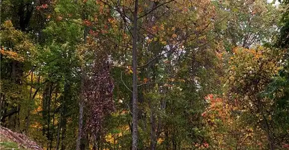 375 Buck Drive