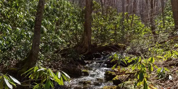 Lot 50 Bearwallow Ridge Trail