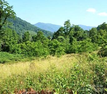 00 Split Pine Cove