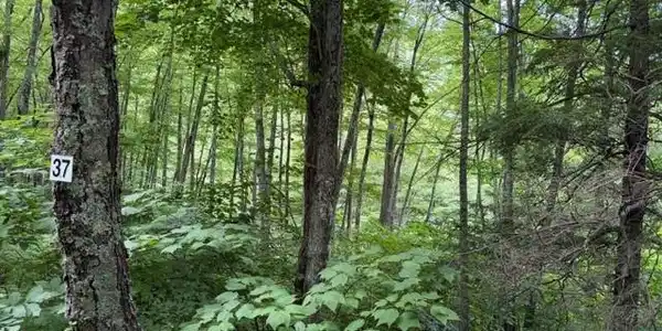 Image 2 Image 2