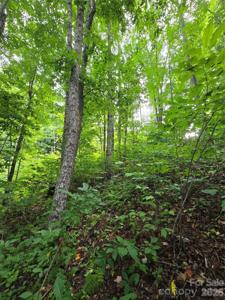 108 Tenderfoot Trail
