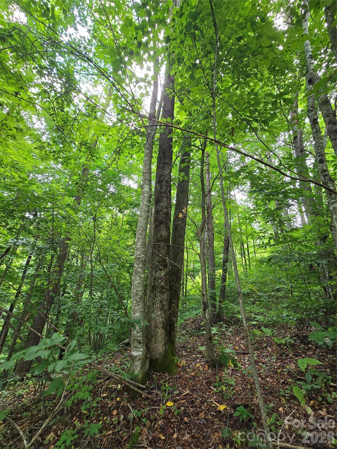 Image 4 Image 4