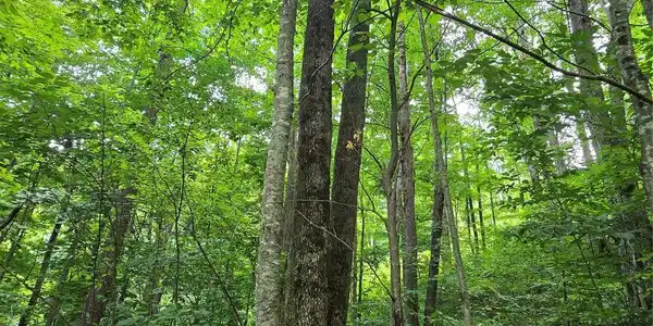 Image 4 Image 4