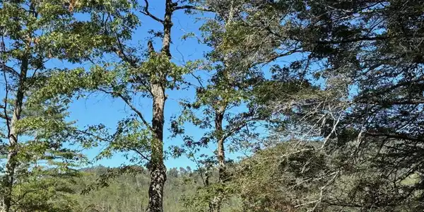 Image 4 Image 4