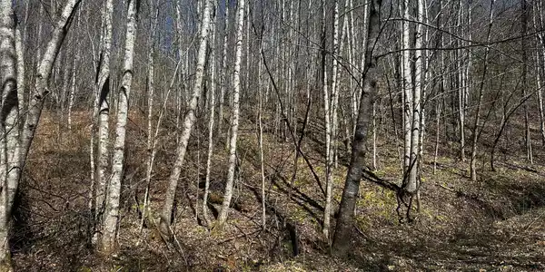 Image 4 Image 4