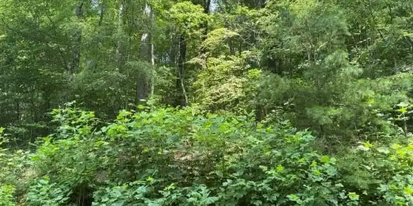 Image 4 Image 4