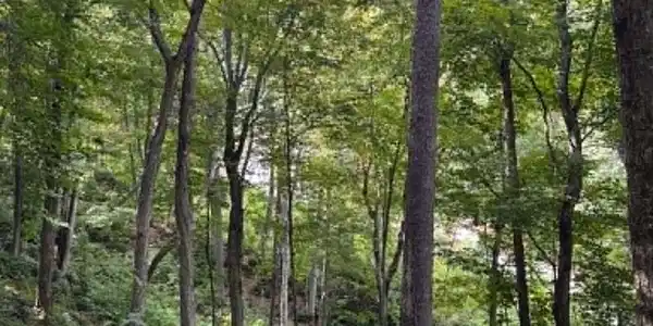 Image 4 Image 4