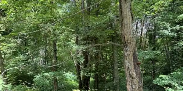 Image 4 Image 4