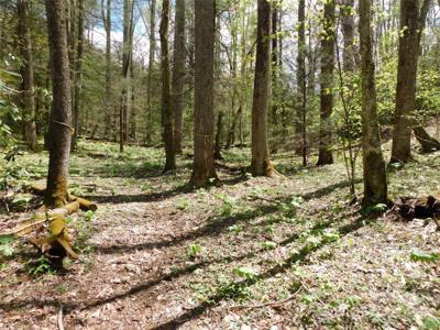 TBD Black Bear Trail