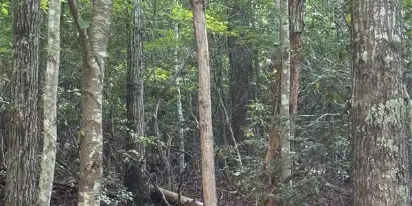 Image 3 Image 3
