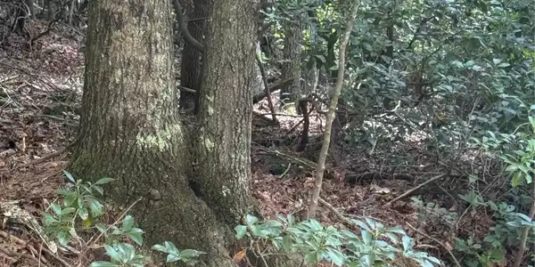 Image 4 Image 4