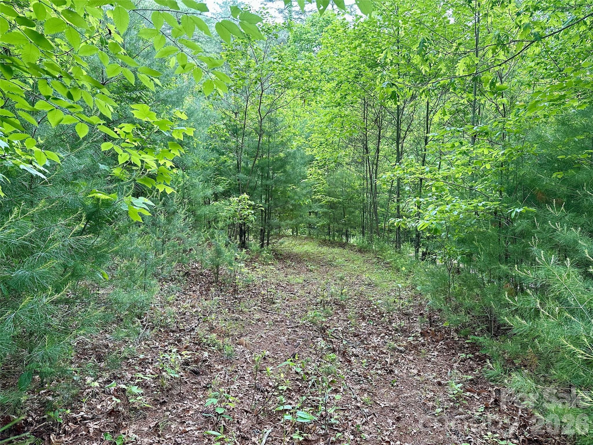 Image 4 Image 4