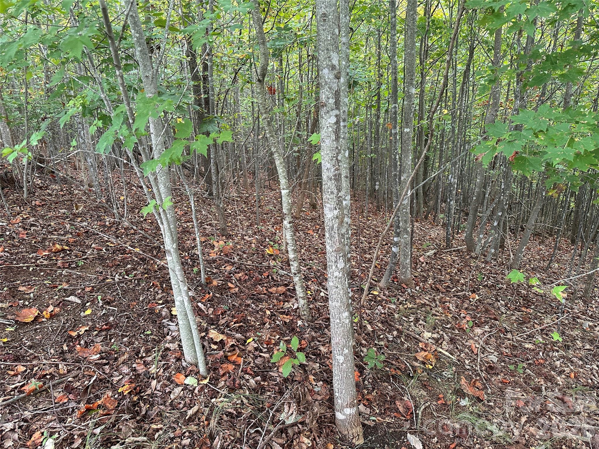 Image 3 Image 3