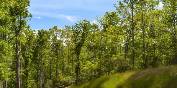 10.1 Acres on Old Fort Road