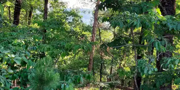 37 Pertusa Drive