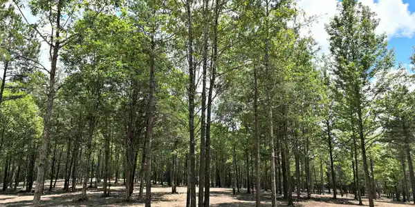 TBD, Tract 1 Polk Road 158