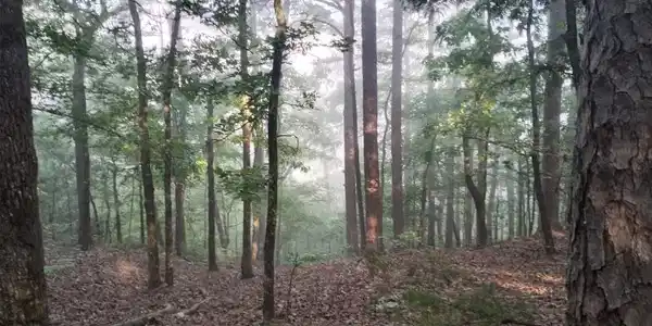 000 Caddo Hills Lane