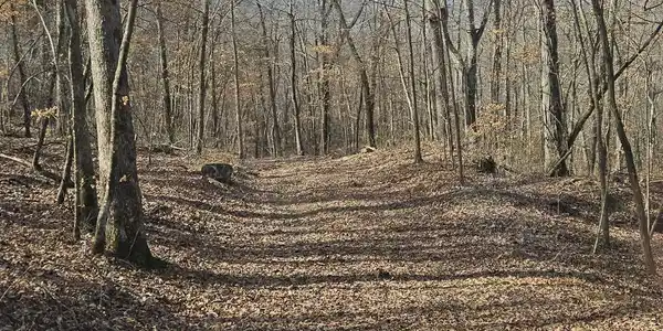 TBD Newton Co 8863 Road