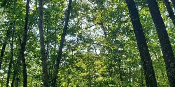 TBD Polk Road 62