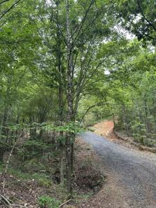 TBD Timber Ln