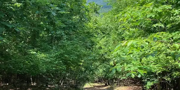 TBD Thompson Creek Lane