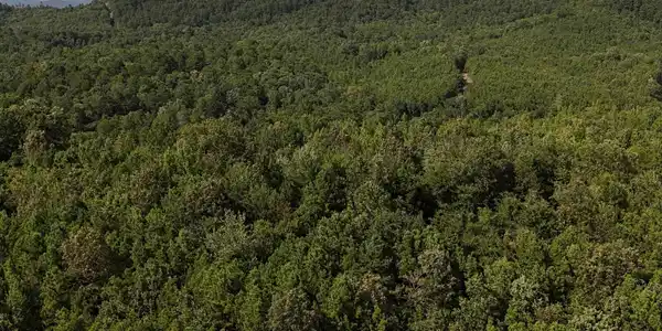 Lot 1 Polk Road 78