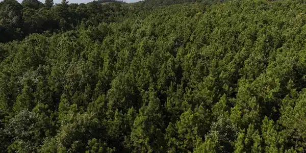 Lot 14 Polk Road 78