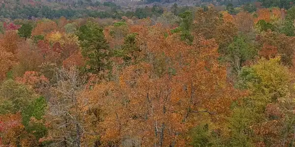 Lot 61 Most High Loop
