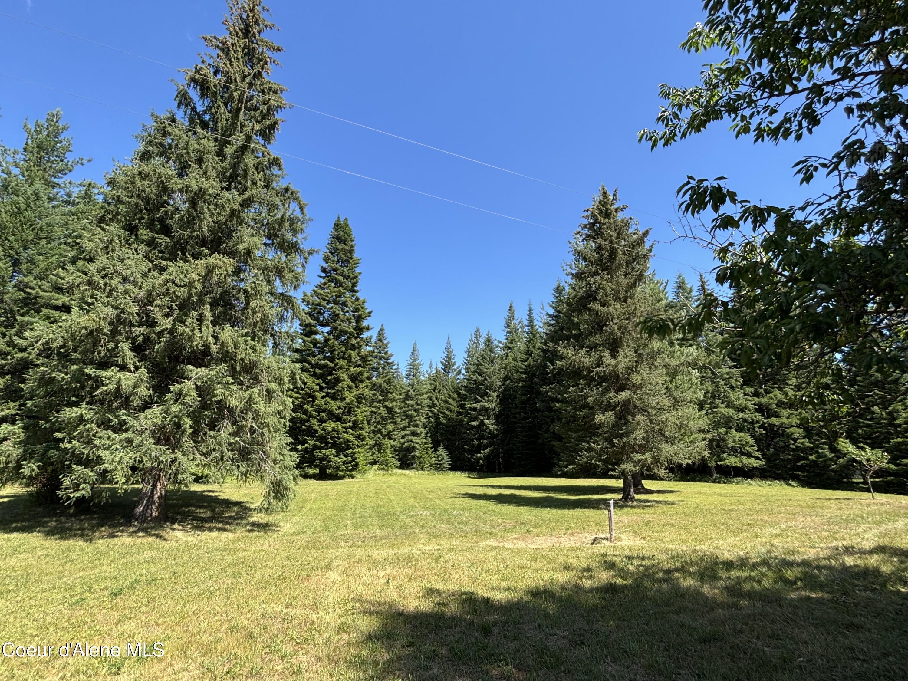 Image 4: 007 north forest