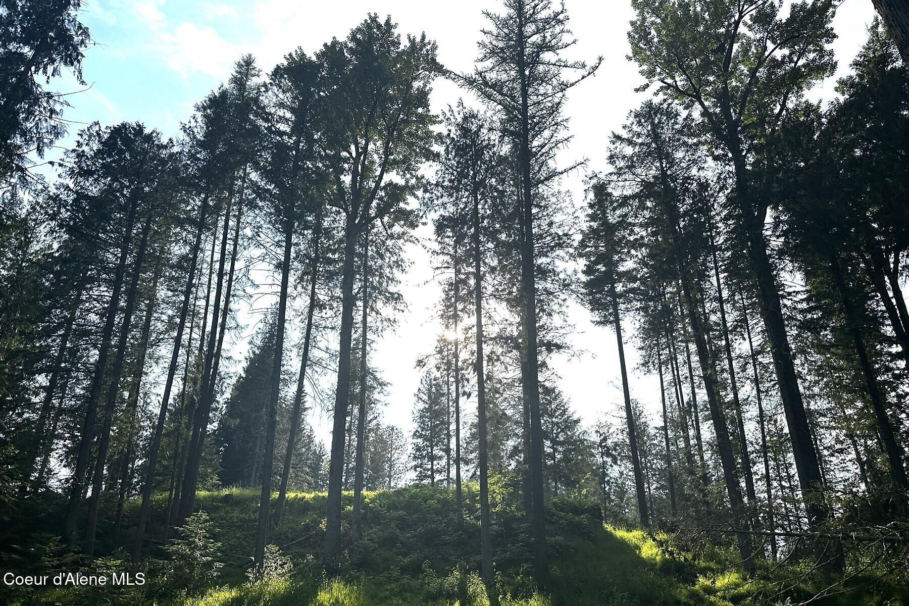 Image 4: 004_Majestic Old Growth