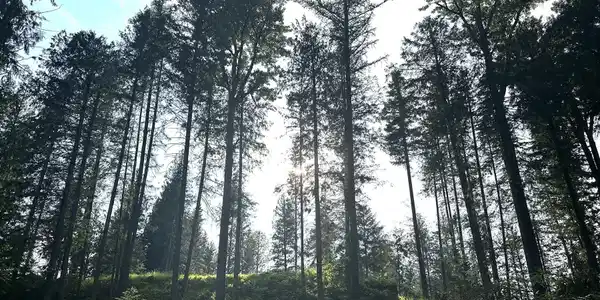 Image 4: 004_Majestic Old Growth