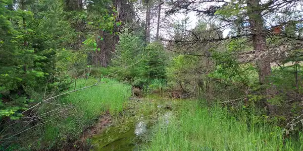 Image 3: Alder Creek2
